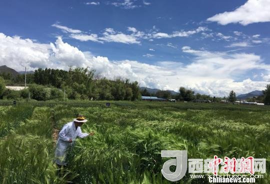 西藏與9家國家重點(diǎn)實驗室合力促青稞增產(chǎn)、牦牛育肥