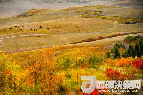 錫林郭勒草原國家級(jí)自然保護(hù)區(qū)。吳勇攝
