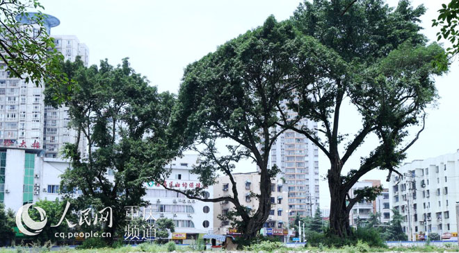 黃桷樹廣場正在建設(shè)中。王嫚 攝