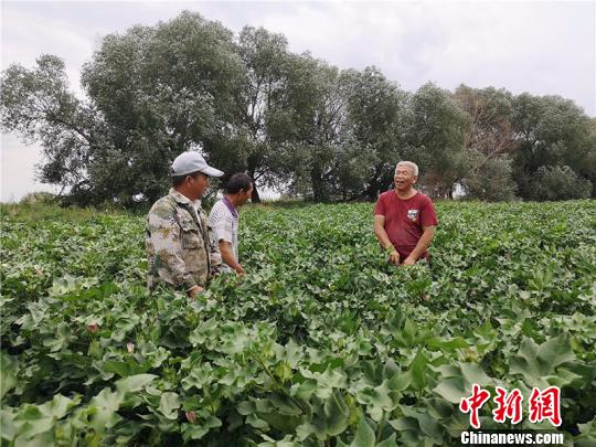 遠(yuǎn)改忠在棉花地里為連隊(duì)職工分享種植經(jīng)驗(yàn)?！“叉陆?攝