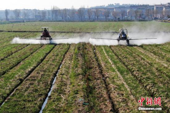 2月20日，南京湖熟街道現(xiàn)代農(nóng)業(yè)示范園區(qū)內(nèi)，工作人員駕駛自走式噴霧機(jī)給小麥噴灑除草劑。泱波 攝