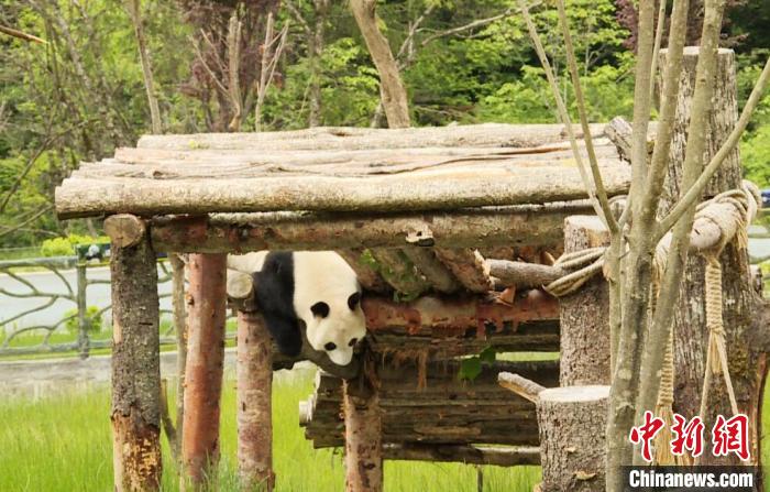 九寨溝熊貓園里的大熊貓?！【耪瘻峡h委宣傳部提供 攝