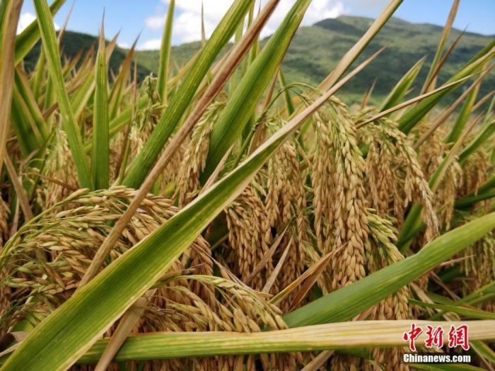 水稻資料圖。<a target='_blank'  data-cke-saved- >中新社</a>記者 王曉斌 攝
