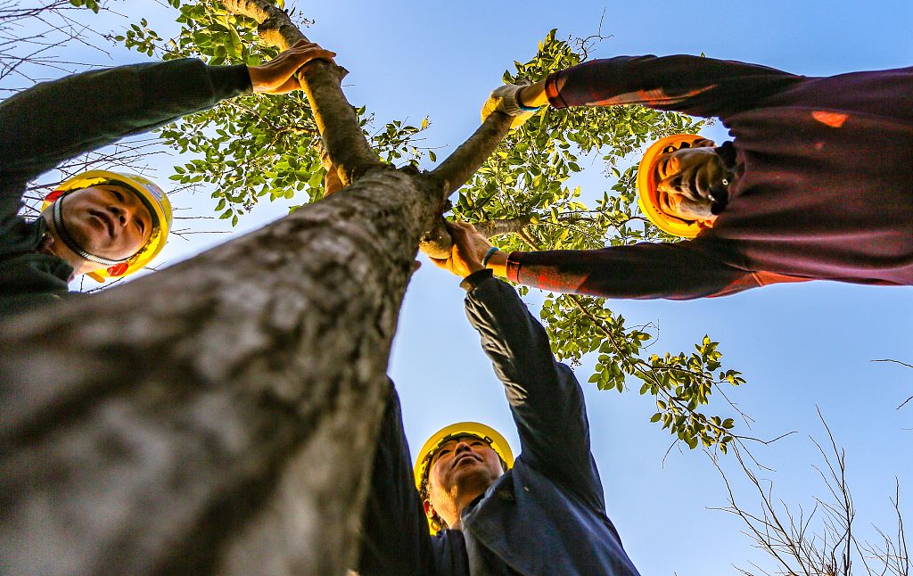 2021年11月26日，河北邯鄲，園林工人正在城東植樹。