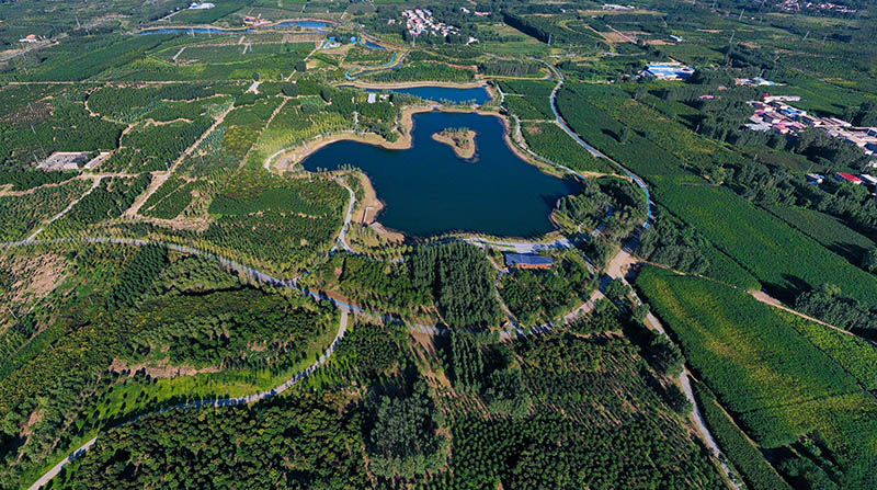 這是2022年9月6日拍攝的雄安新區(qū)千年秀林。